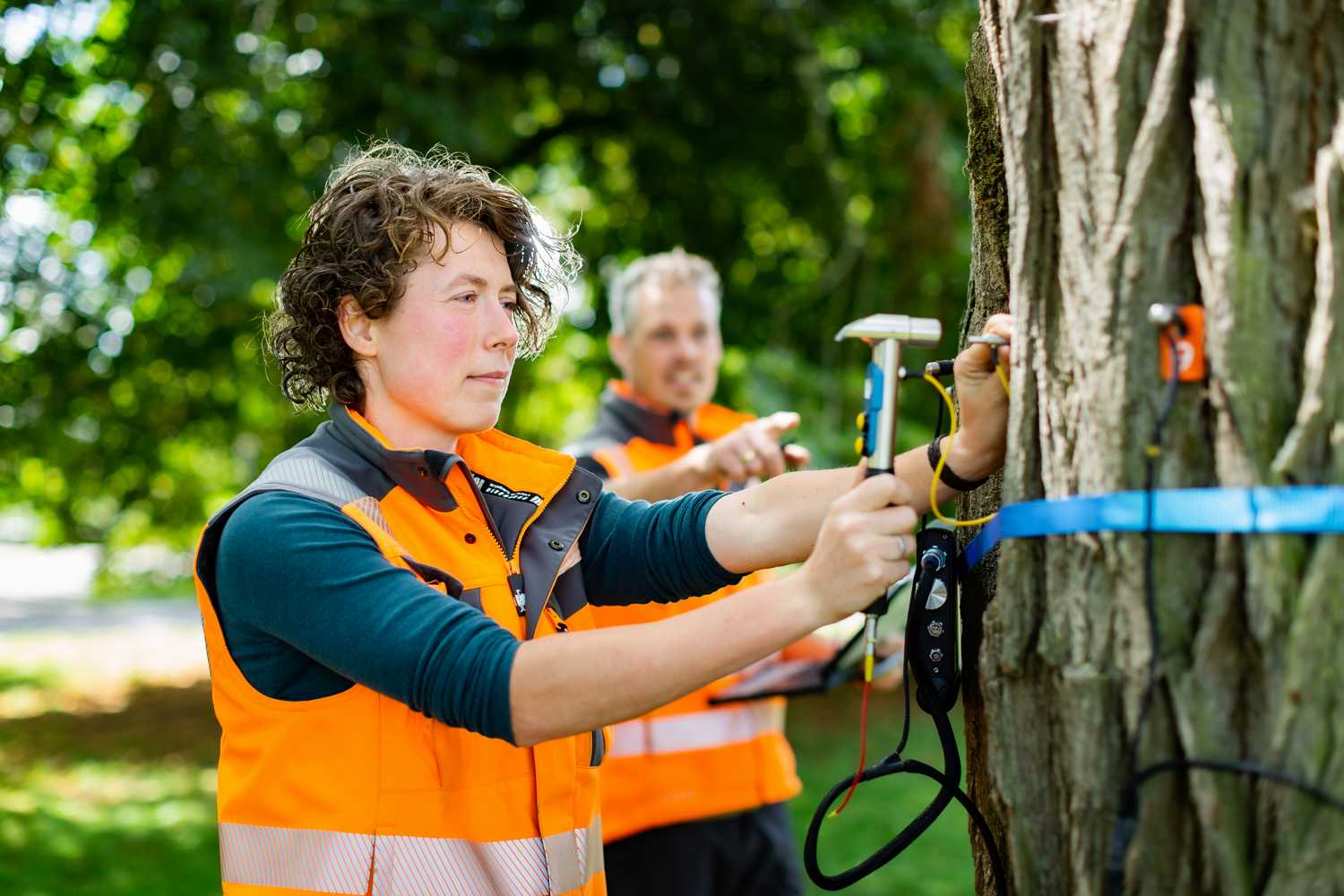 . Our tree technicians inspect trees to investigate their safety, examine monumental trees