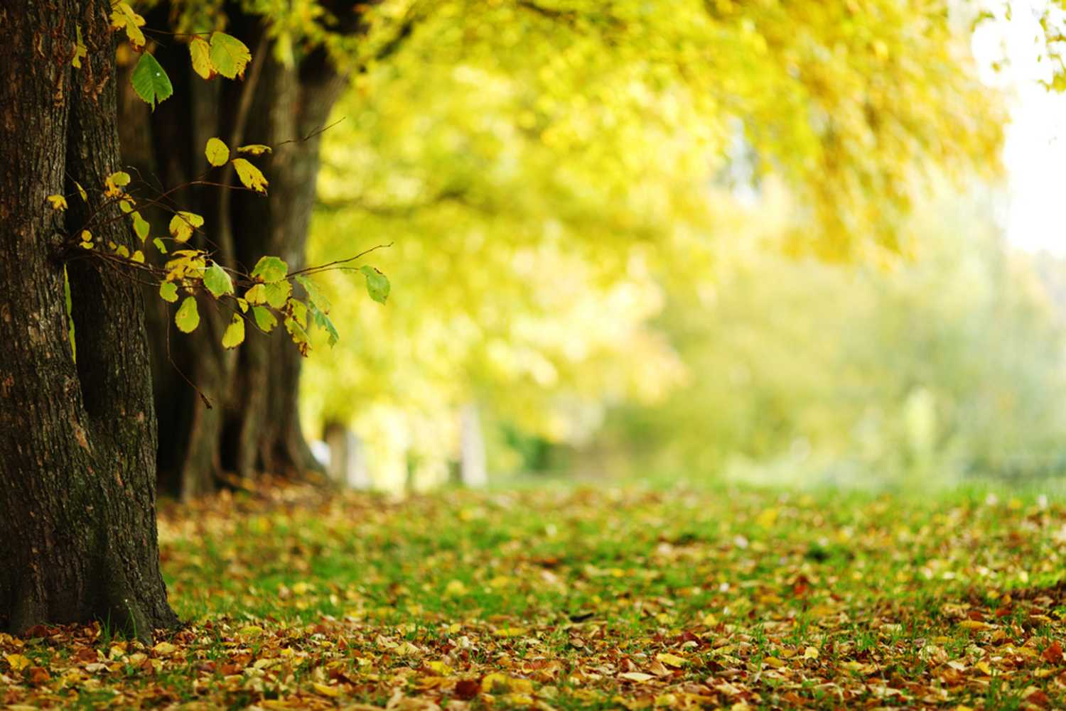 Trees provide an array of ecosystem services. But how to visualize the benefits of trees?